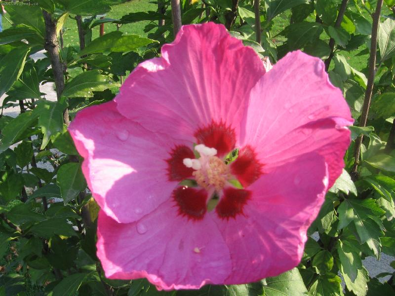 Foto: kr�sn� ibi�ek...:*-n�dhera