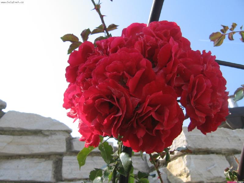 Foto: �erven� r��e-n�dhera