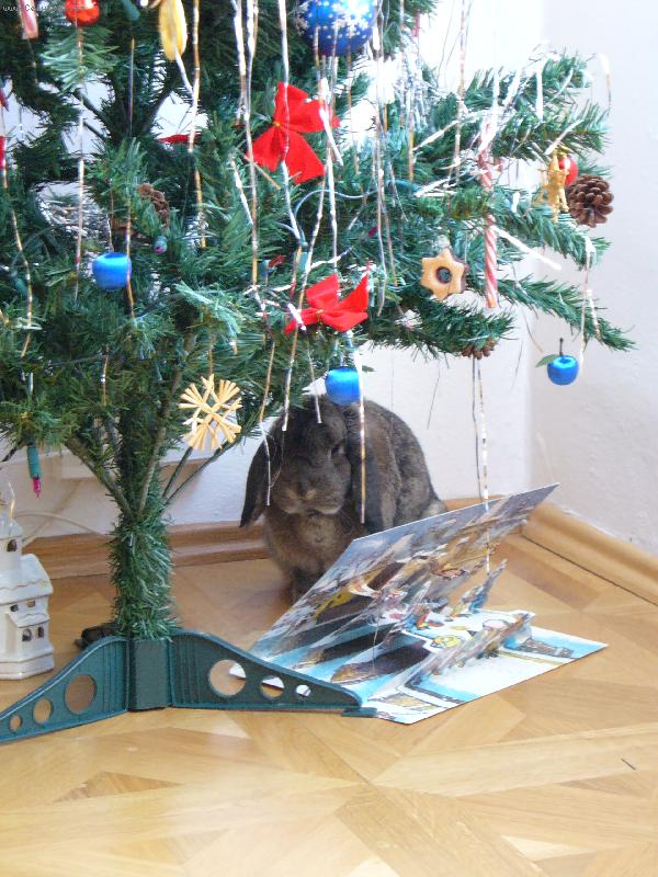 Foto: V�no�n� kr�l��ek