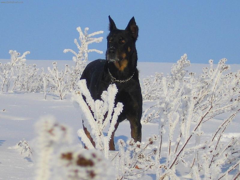 Foto: sn�hov� kr�lovna