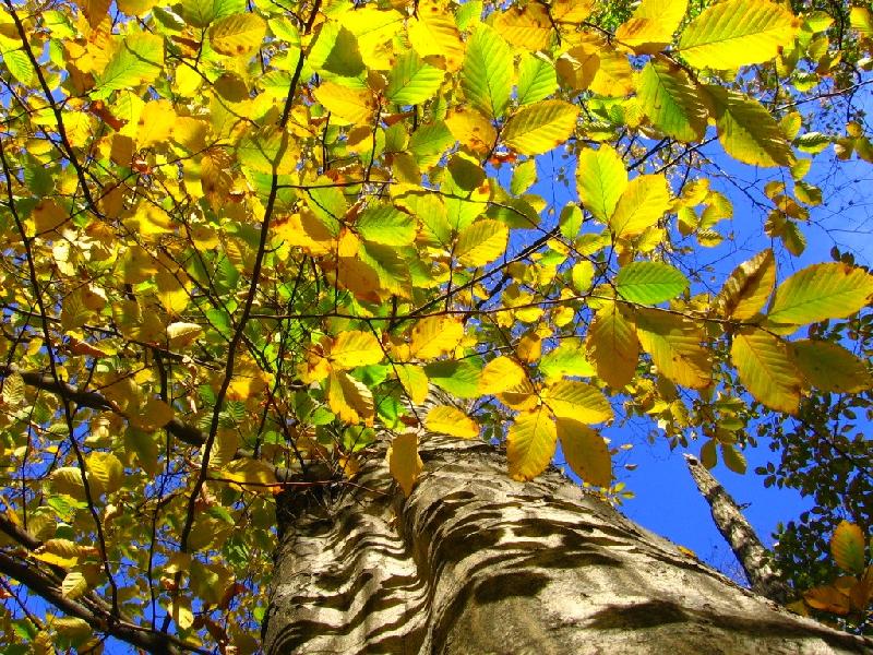 Foto: barevn� kontrasty