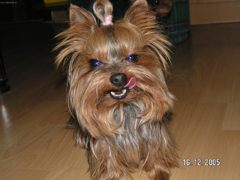 Foto: �sm�v pros�m :-))-Jokynka jork��rsk� teri�r- 3 let�