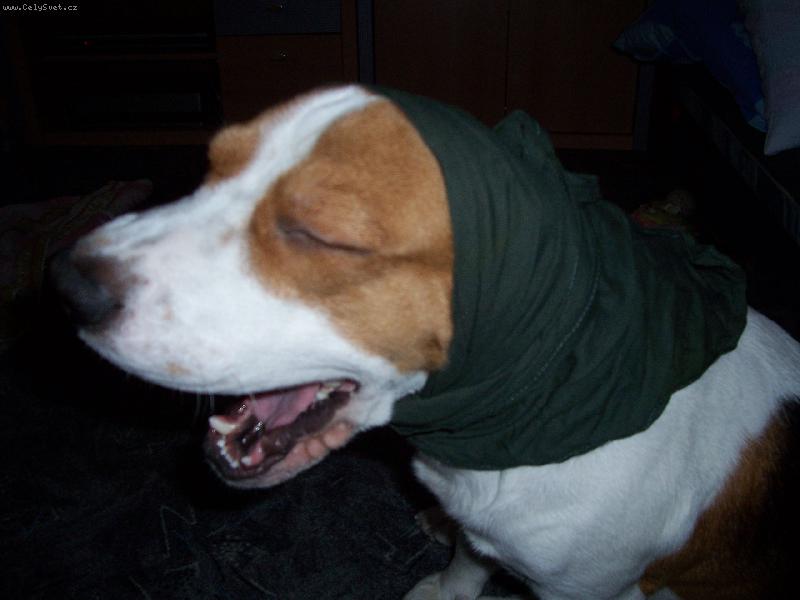 Foto: Babi�ko ty m� ale velk� zuby