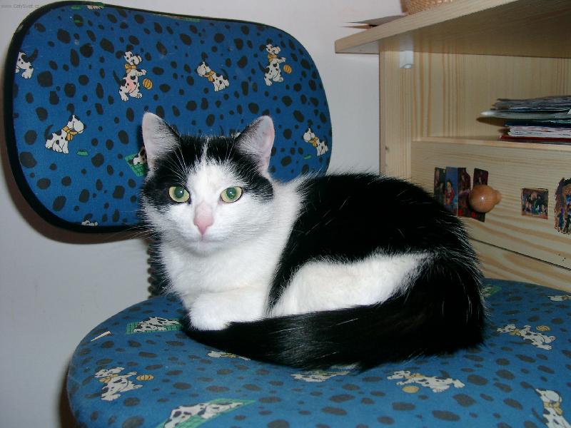 Foto: Kr�sn� dom�c� ko�i�ka-Neni roztomil�?:o)