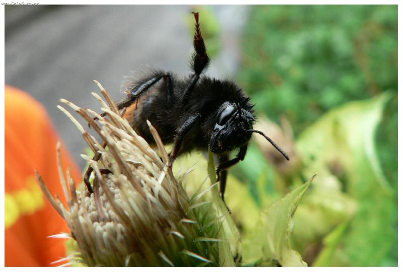 Foto: Krkono�sk� �melda