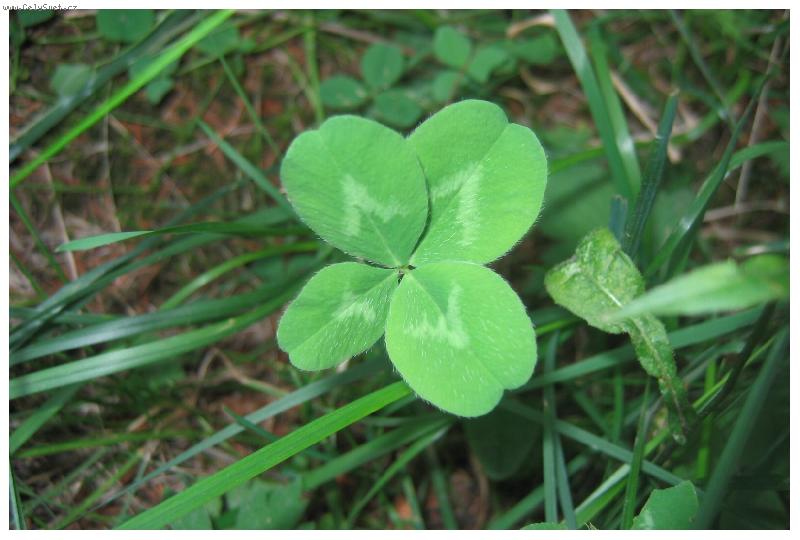 Foto: N�co pro �t�st�!!!!!!!