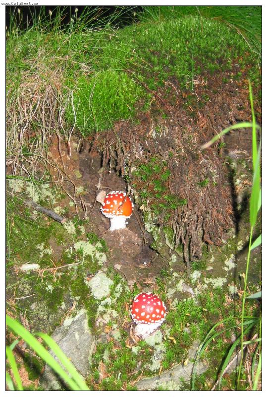 Foto: Muchom�re�ky z Krkono�