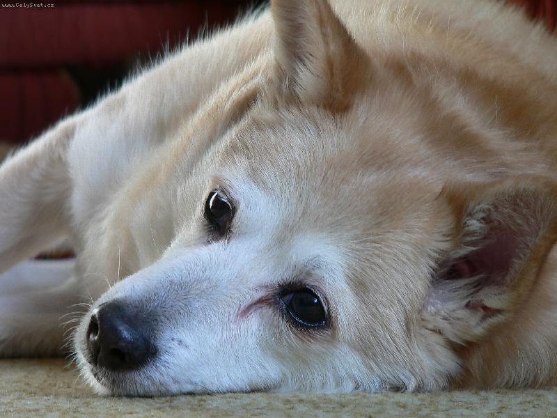 Foto: Sladk� odpo�inek-Minnie