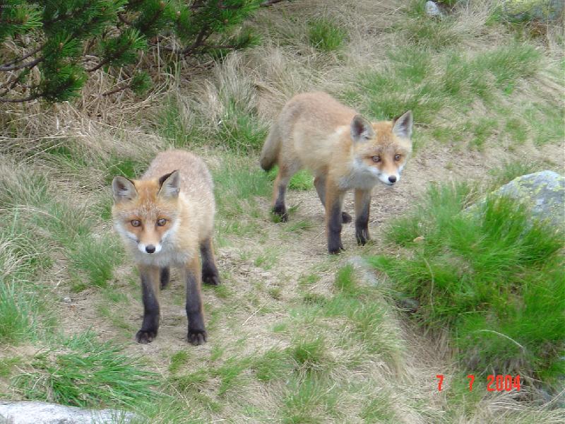 Foto: mlsn� li�ky