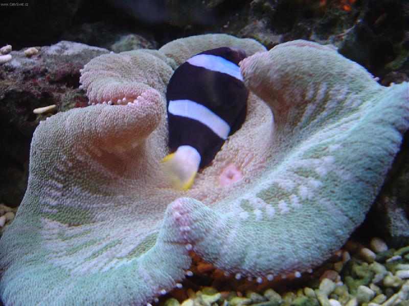 Foto: mo�sk� sv�t