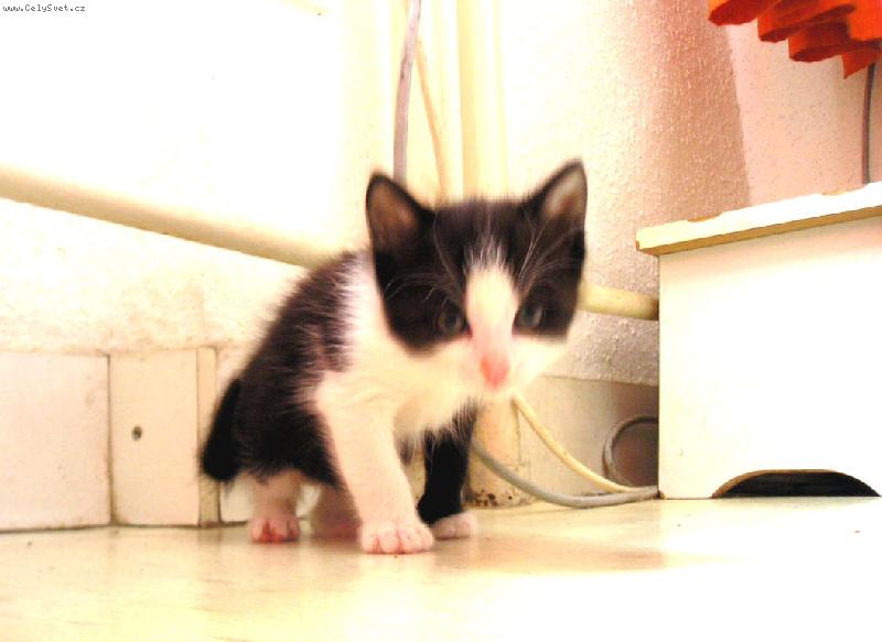 Foto: Zkoum�m sv�t