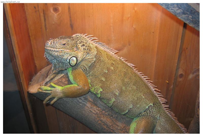 Foto: takov� mal� potv�rka