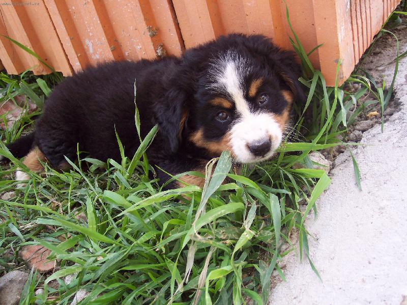 Foto: Kellynka-N� milovan� chlup��ek:)