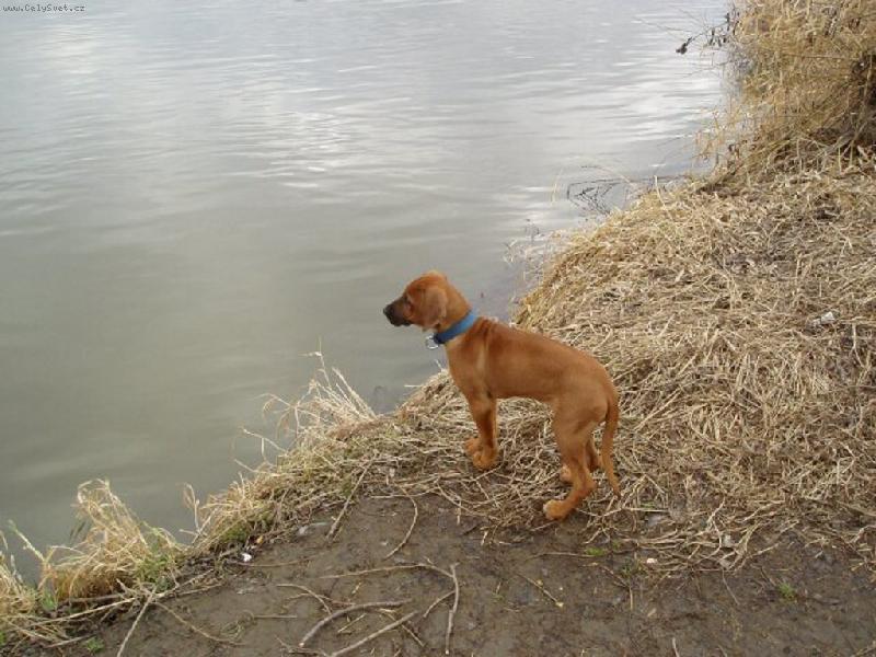 Foto: u vody-...�e tam sko��m!