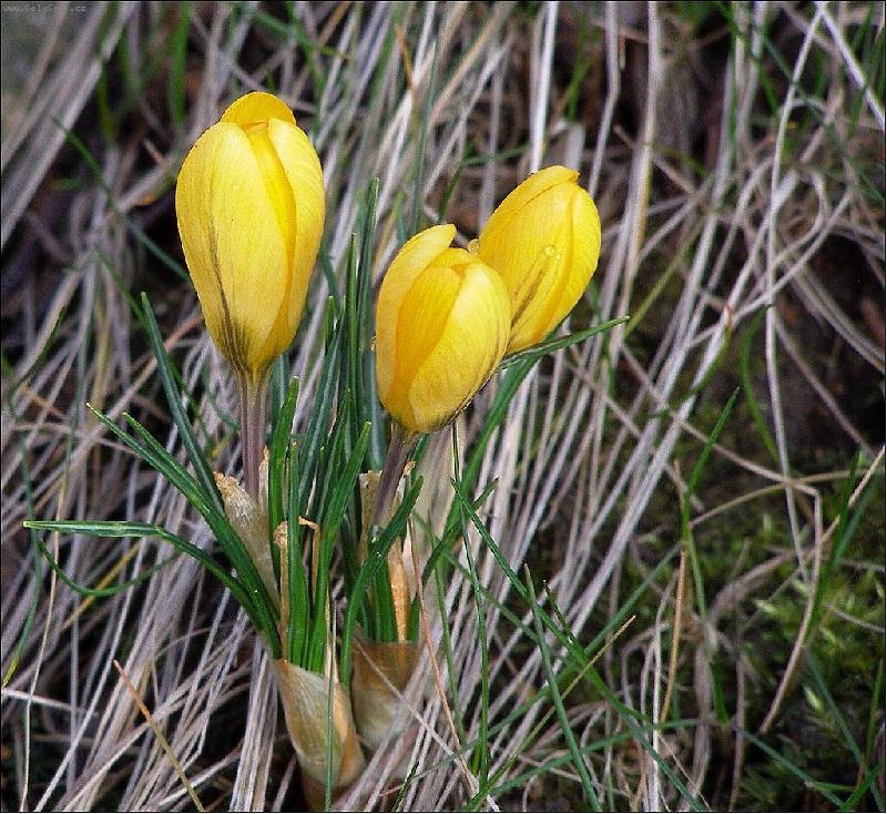 Foto: �lut� krokus