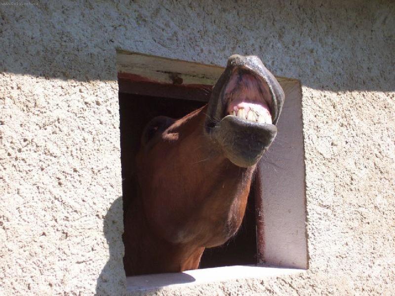 Foto: �uch�m,�uch�m �lov��inu