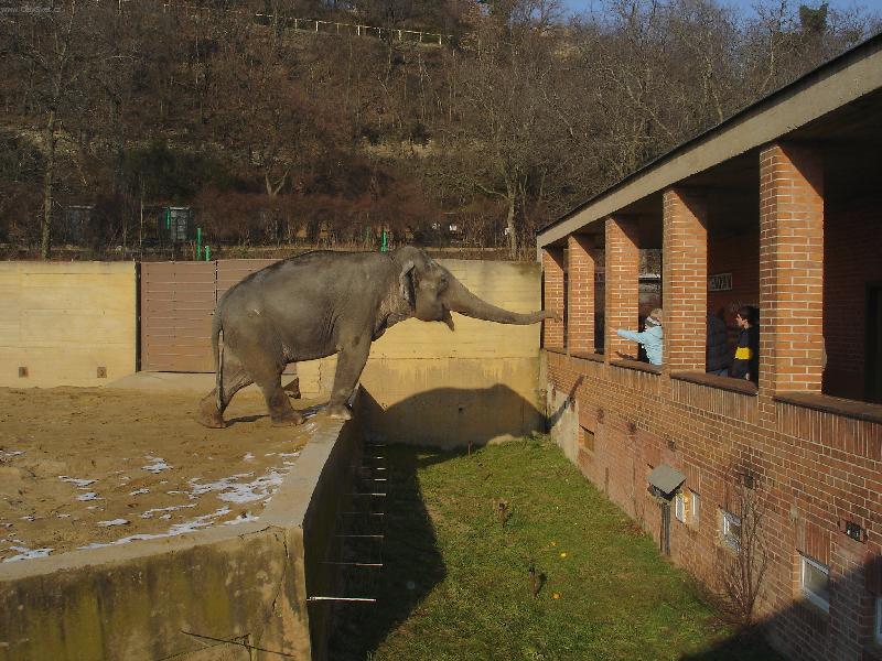 Foto: Zv�dav� slon-Je�t� kous��ek.....