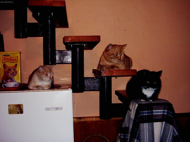 Foto: co bude k ve�e�i?-na�i mazl��ci