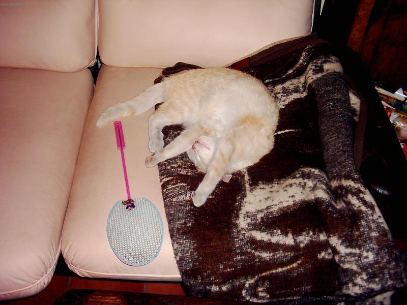 Foto: mouchy sn�zte si m�