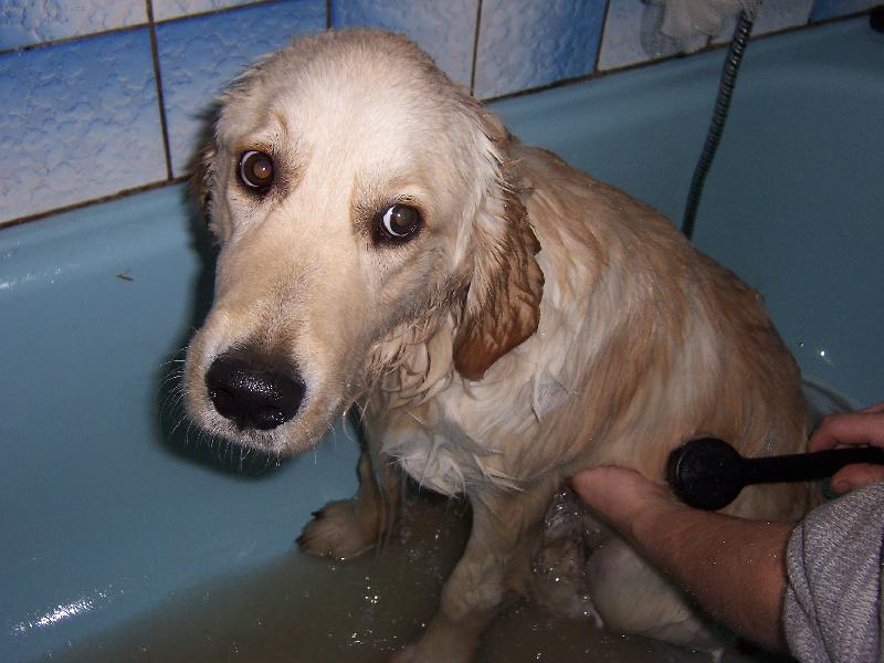 Foto: jak zmokl� slepi�ka