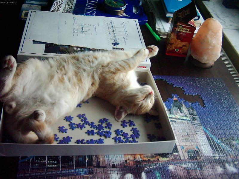 Foto: to jsem se unavil-kocourek Stuart