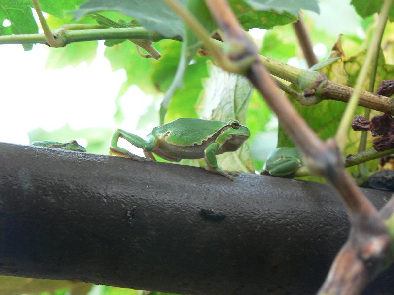 Foto: rosni�ky-polez, tam je lep�� skr�va�ka