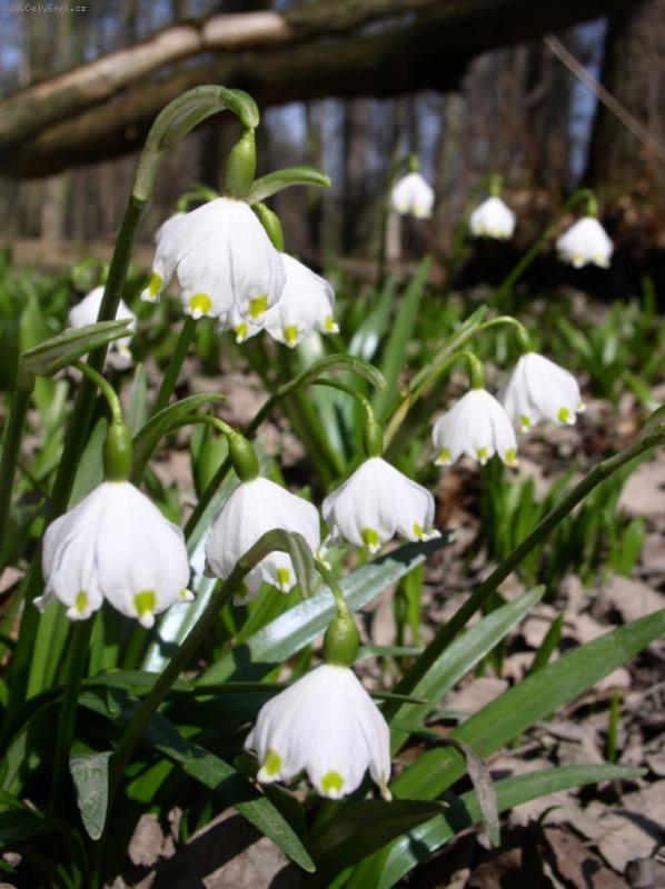 Foto: bledule jarn�-u� je to tady