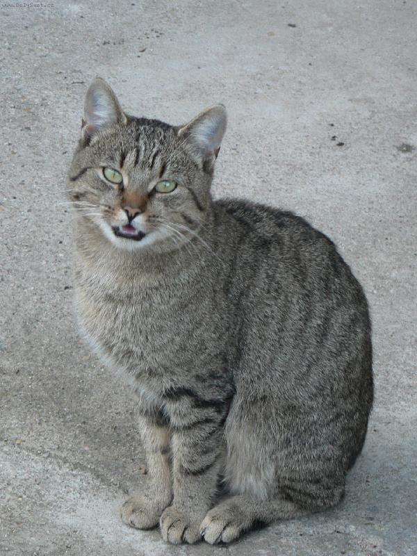 Foto: Ko�i��k-...tak u� fo�, a� m��u za ko�kama...