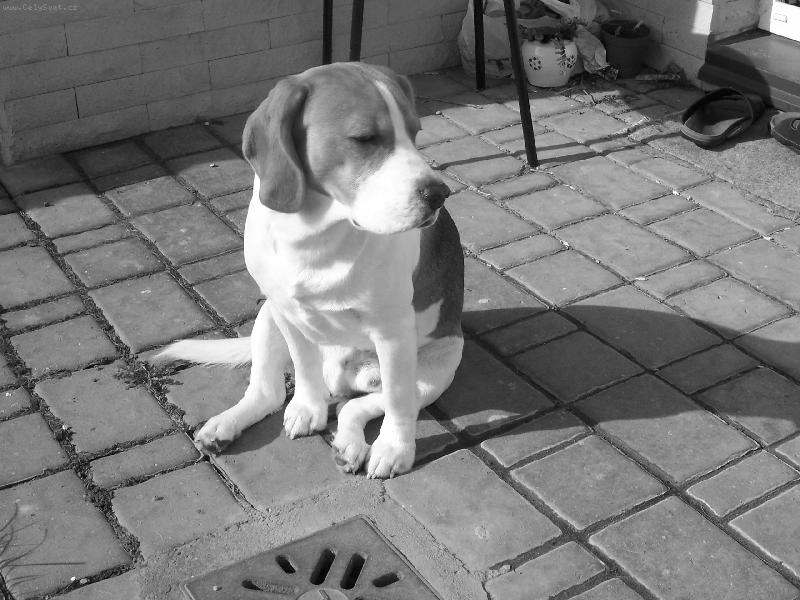 Foto: to je ale model