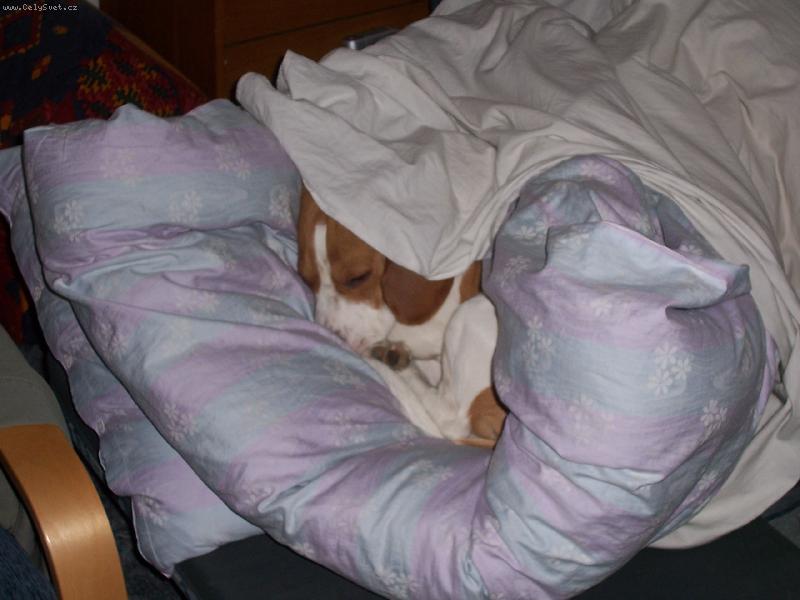 Foto: Benji a jeho bunkr