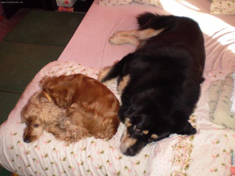 Foto: tibetsk� doga a kokr�pan�l-odpo�inek