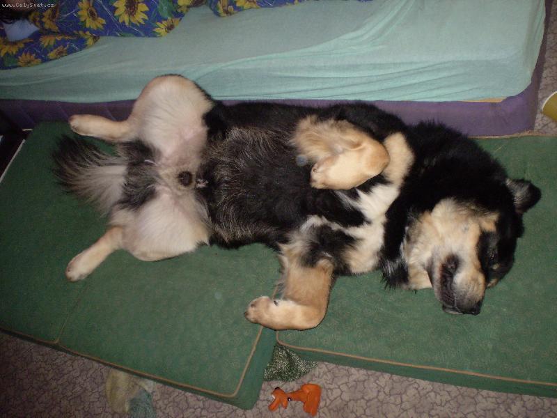 Foto: Tibetka-kdy� sp�m,tak sp�m