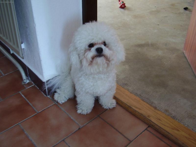 Foto: Haf��ek-c�t�m se d�le�it�