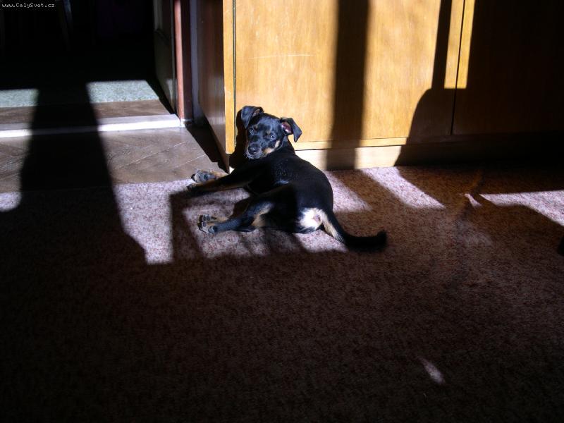 Foto: Sp�nek-�apinka 5m�s.