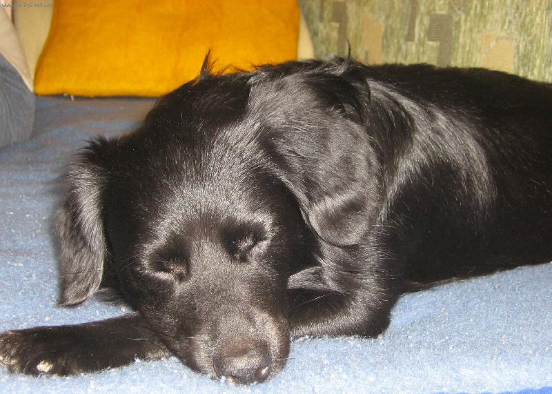 Foto: Dnes ne�aruji-Den�sek