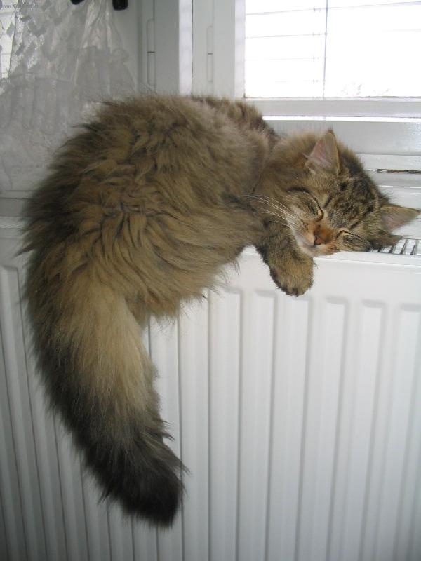 Foto: H�ejiv� sny-Na�e  Kuli�ka