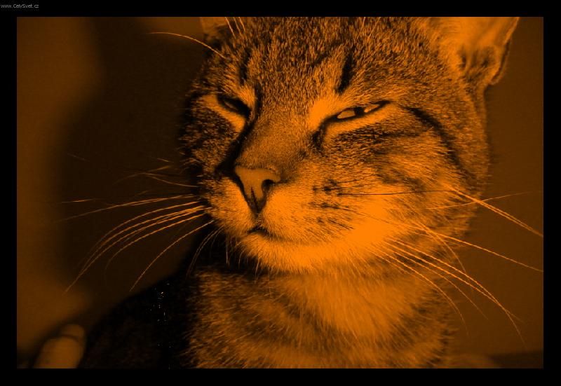 Foto: Monty-...oran�ov� uklid�uje...