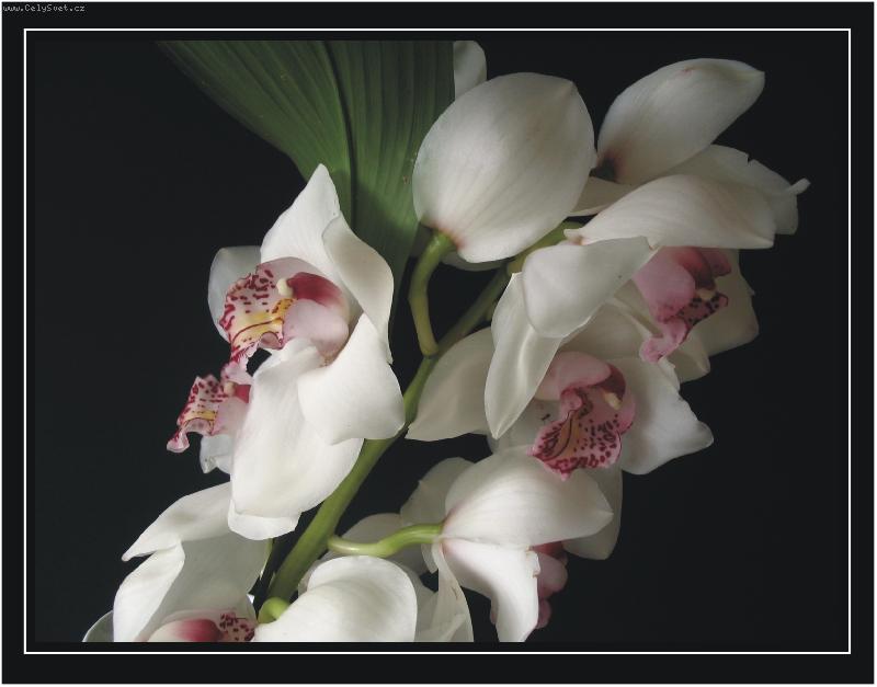 Foto: orchidea