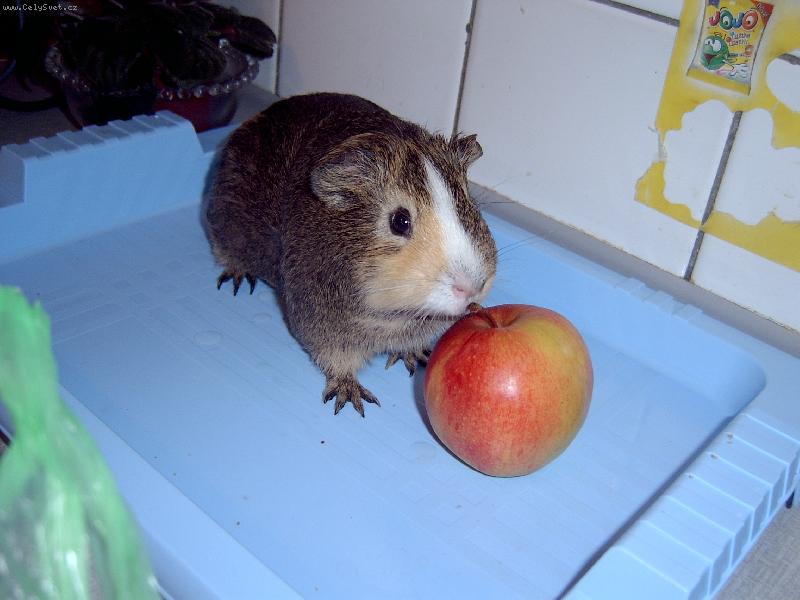 Foto: M�j Ry��nek 2-R݊A se znovu chyst� sn�st Jabl��ko!! to Je rekort u� 2