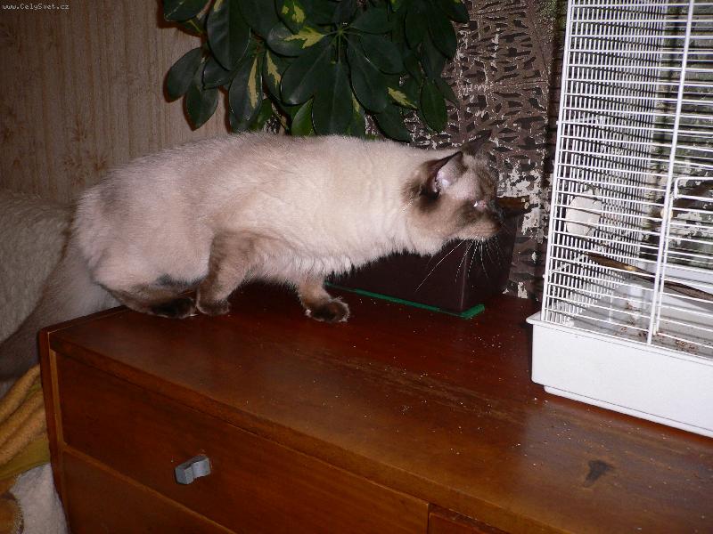 Foto: Aj�a (2/3)-Chci si jen pohr�t...