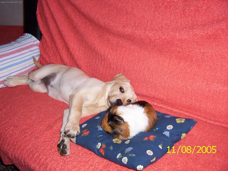 Foto: B�ra a mur�i-poh�dku na dobrou noc...