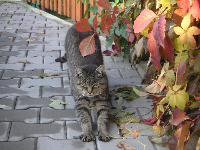 Foto: ko�ka je ko�ka