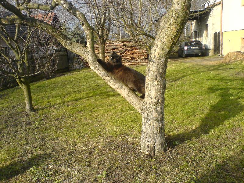 Foto: Kr�sn� se prot�hnu....na strome�ku..