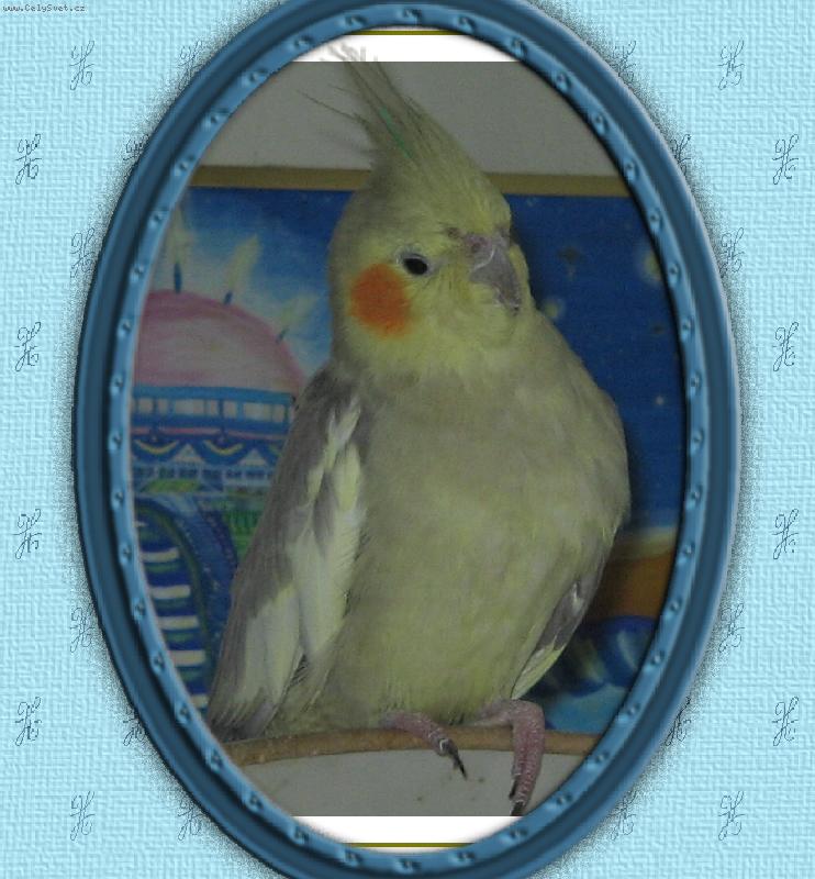 Foto: Albert-Moc r�d se fot�