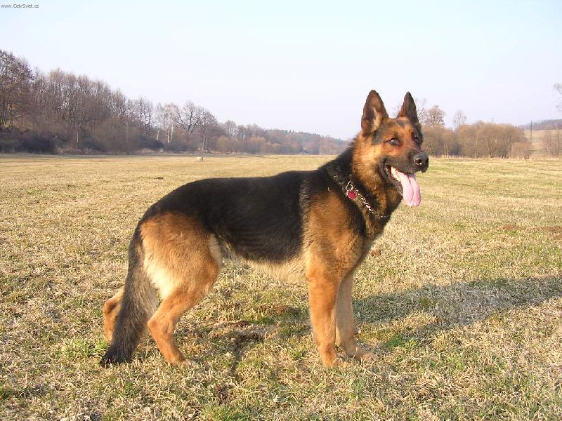 Foto: M�j pes-V�stavn� postoj