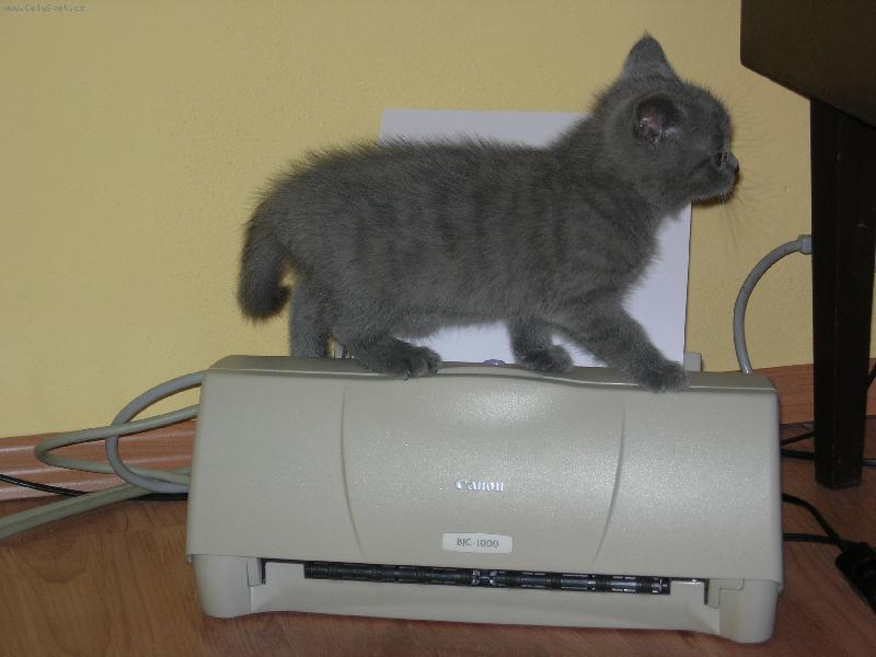 Foto: Tisknout?��dnej probl�m...