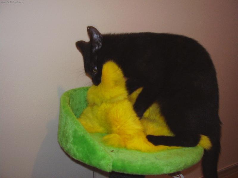 Foto: Zakousnu t�!-Mat�sek a jeho nov� hra�ka