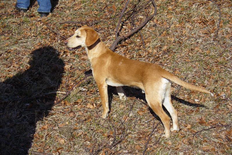 Foto: kr�sn� pejsek otec nezn�m�