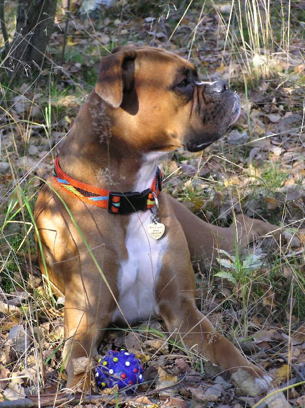 Foto: Aemi a modr� m��ek-Aemi v Brdech