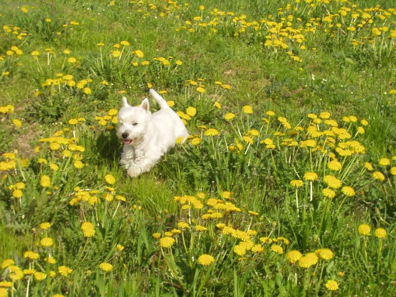 Foto: Charlie 2-l�to 2007